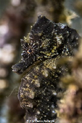 [:b:]Black Seahorse[:/b:] by Francesco Pacienza 